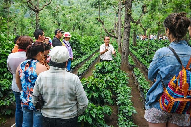 Coffee Tour Experience