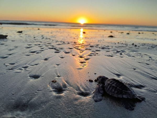 Turtle reserve at La Flor - Nicaragua Adventure & Tours